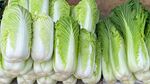 新鲜小白菜整齐摆放
