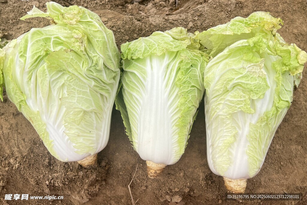 三颗鲜嫩大白菜