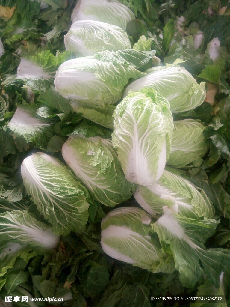新鲜小白菜堆叠