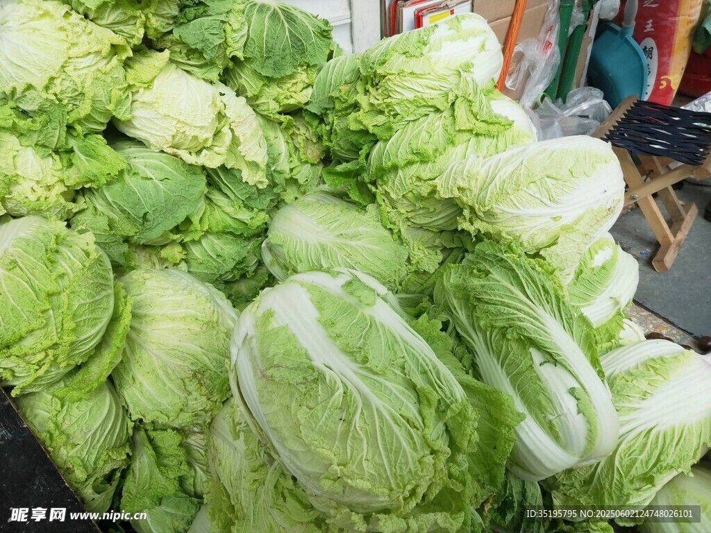新鲜大白菜堆成小山