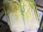 两颗新鲜大白菜