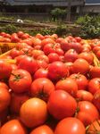 大量新鲜西红柿堆放在一起