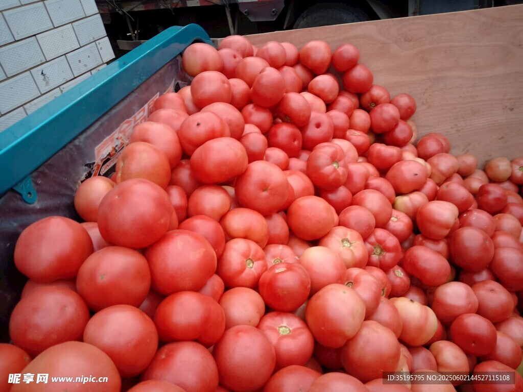 新鲜饱满的西红柿堆成垛
