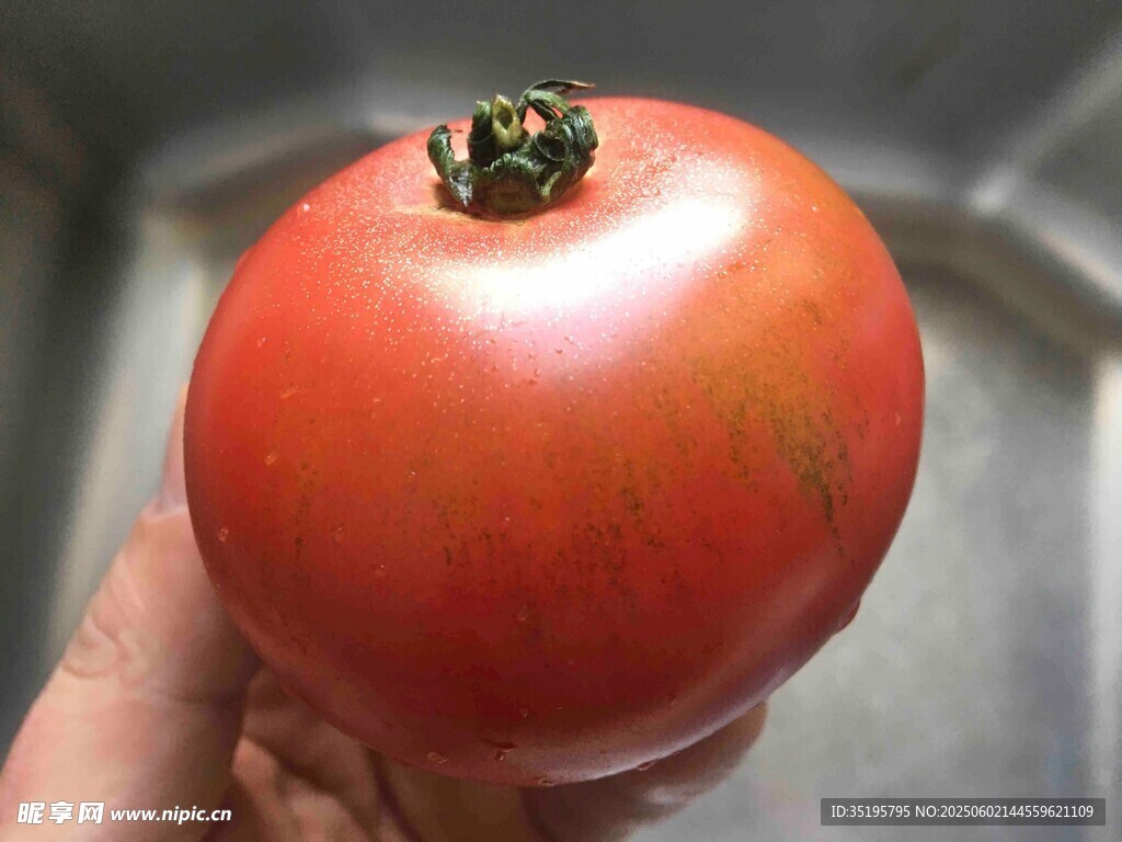 手捧鲜红饱满大番茄