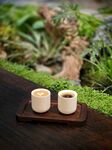 中式茶盏置于绿植旁