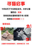 猫咪寻主启事