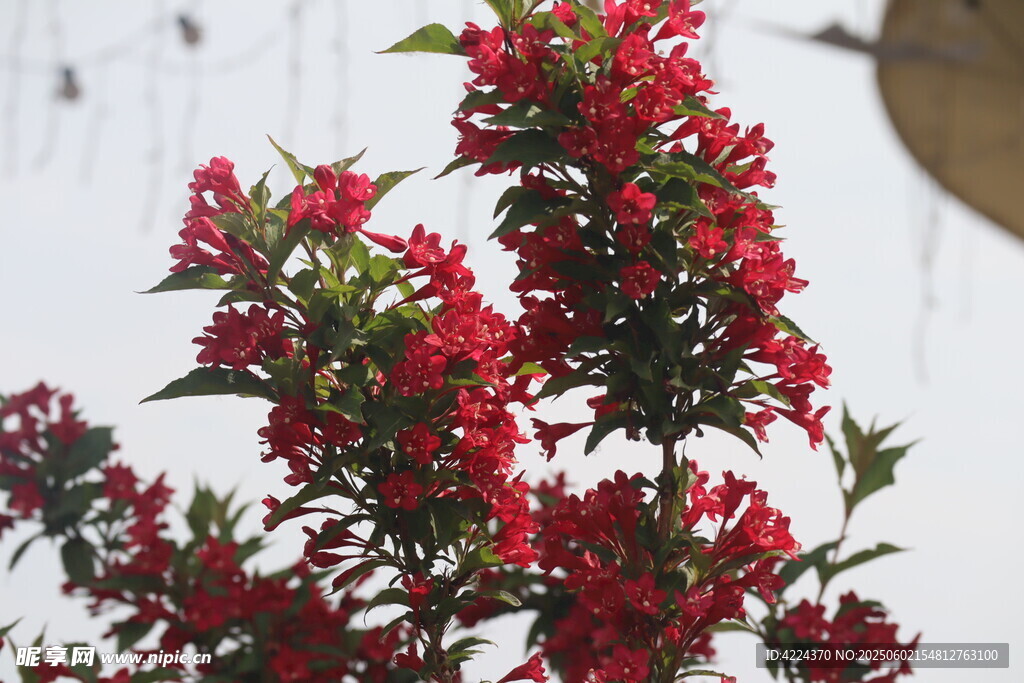 锦带花