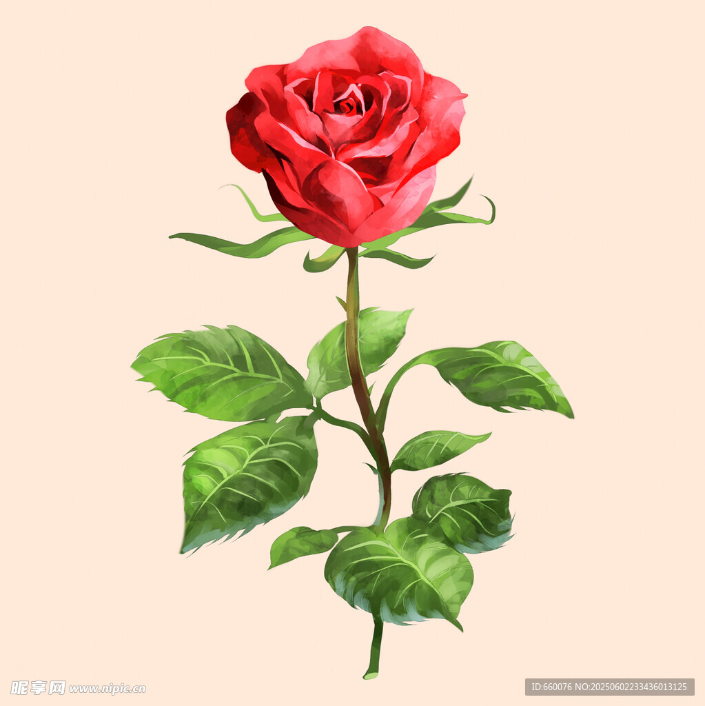 娇艳红玫瑰插画
