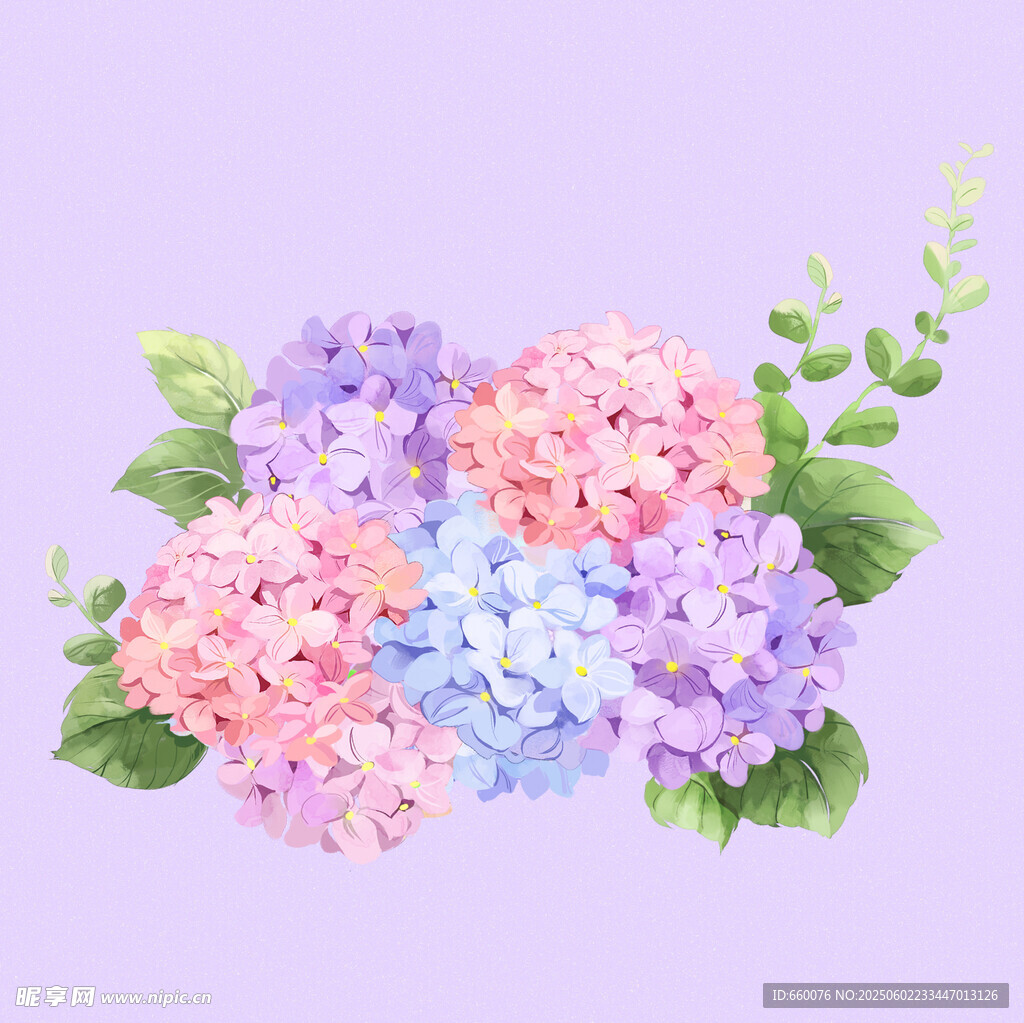 水彩绣球花插画
