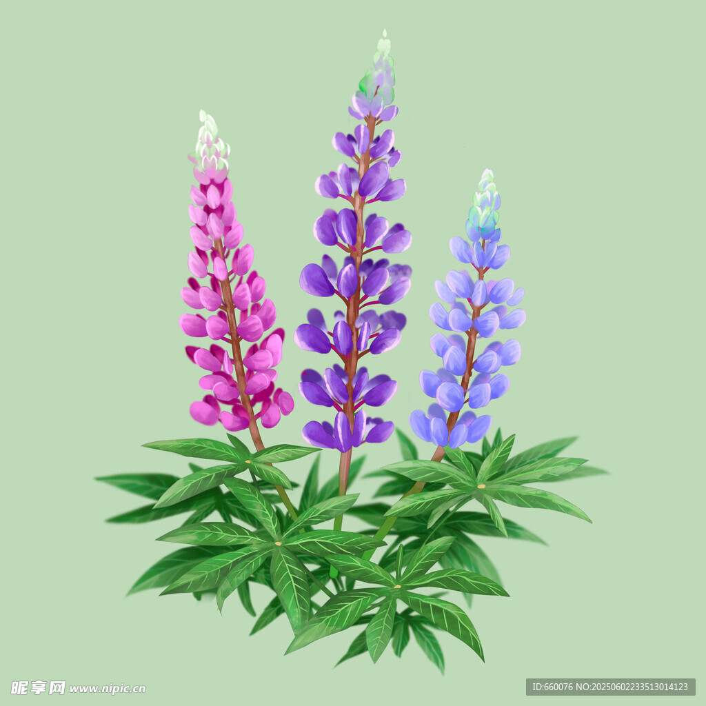 美丽羽扇豆花插画