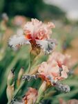 粉色鸢尾花绽放于绿野