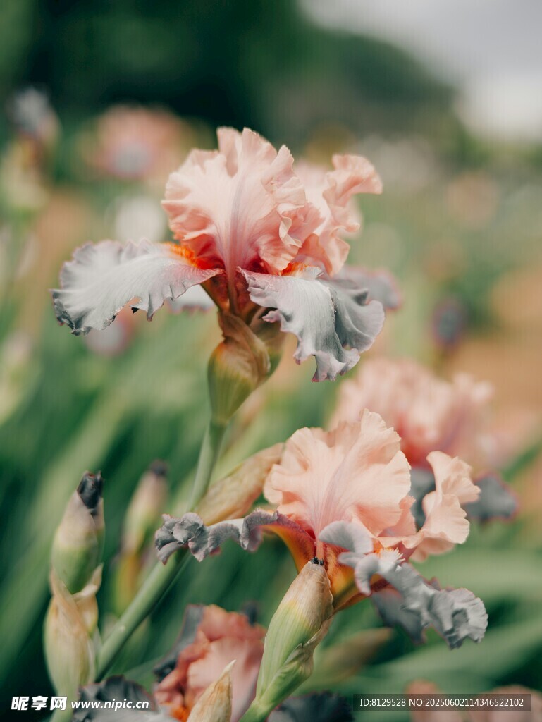 粉色鸢尾花绽放于绿野