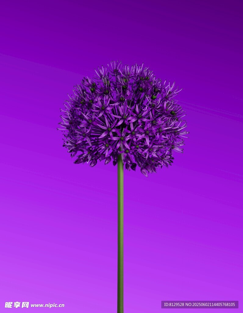 紫色葱属花卉特写