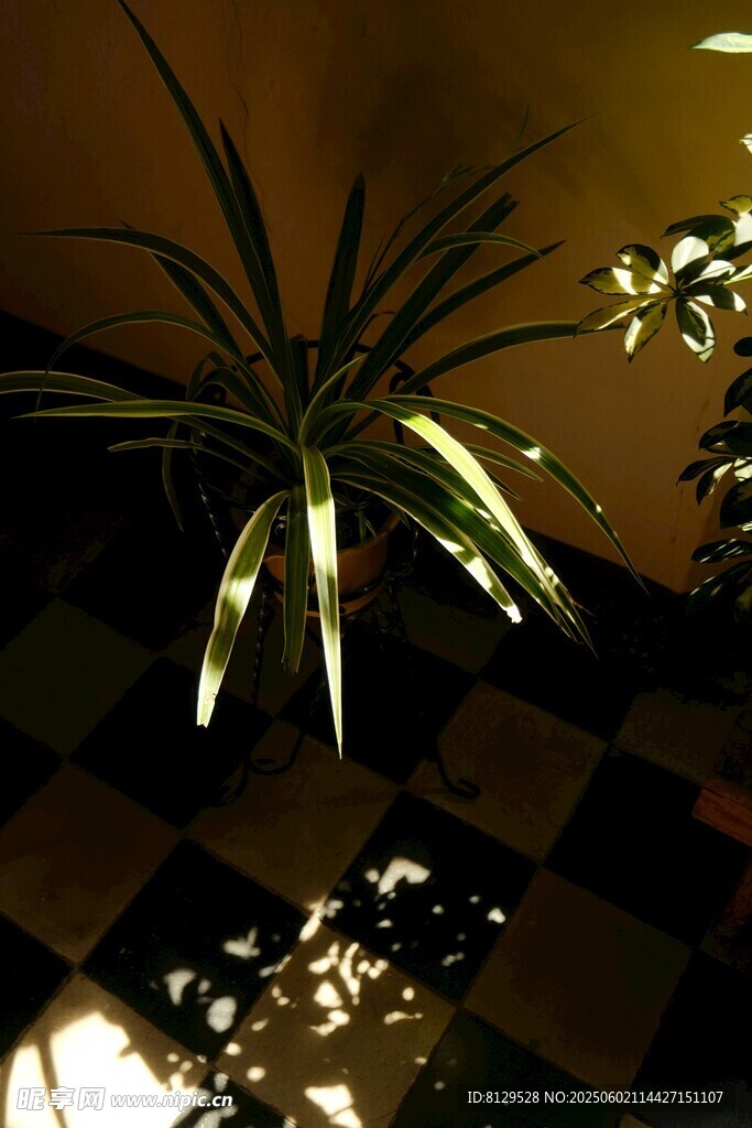 室内绿植光影之美