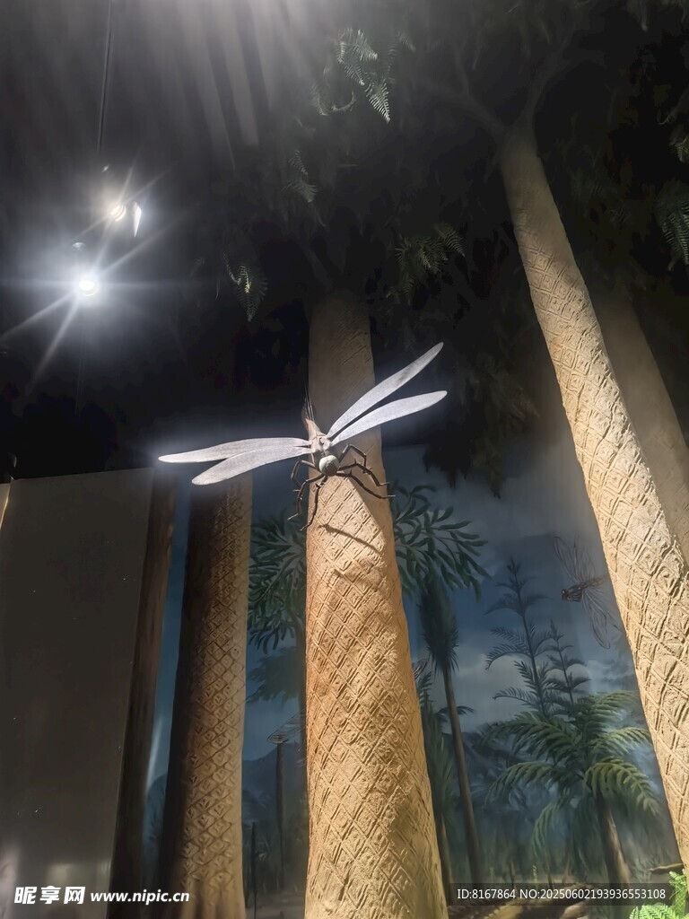室内展示的精致仿生蜻蜓