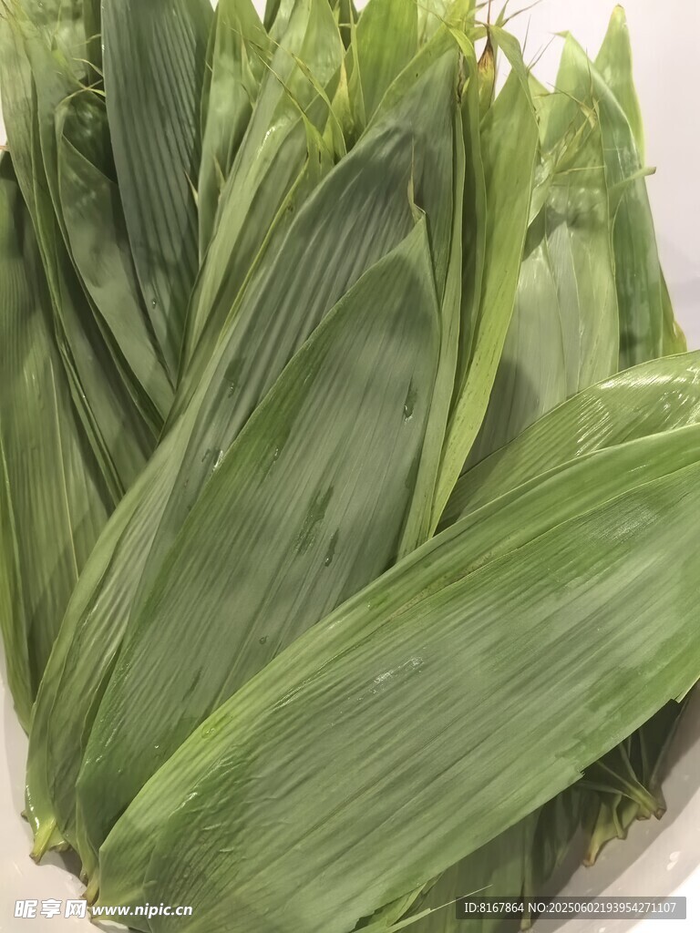 新鲜粽叶