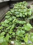 水培绿植生机勃勃