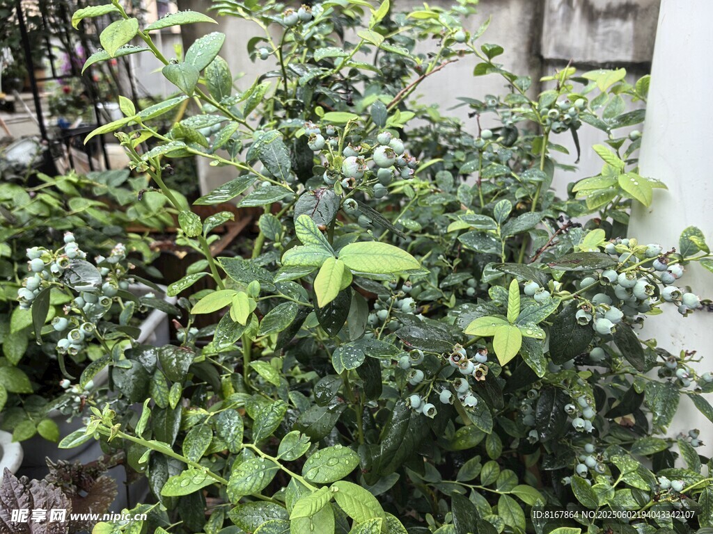 绿叶繁茂的植物景观
