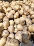 大量新鲜土豆堆成小山