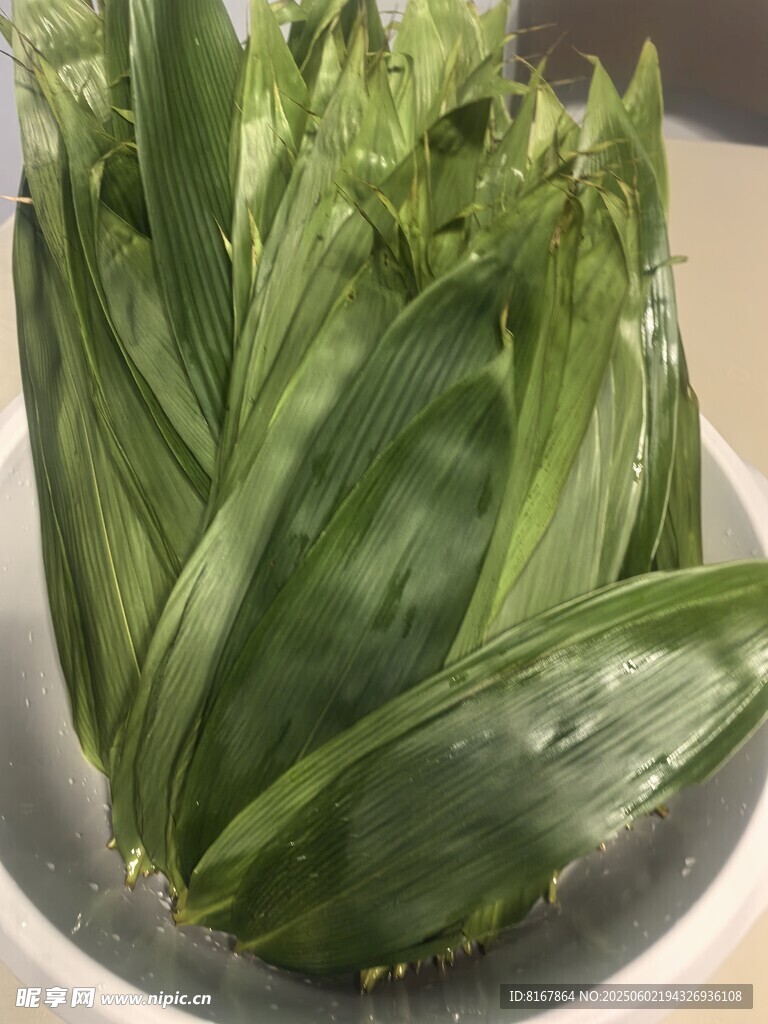 新鲜粽叶置于白色容器中
