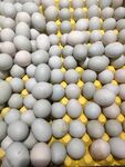 灰色鸡蛋整齐排列在黄色托盘上