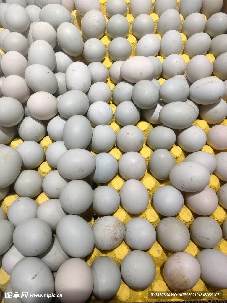 灰色鸡蛋整齐排列在黄色托盘上