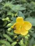 黄色小花上的蜜蜂