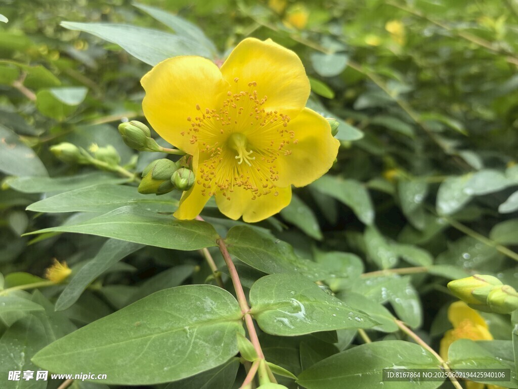 黄色小花绽放绿叶间