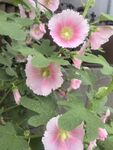 粉色木槿花绽放