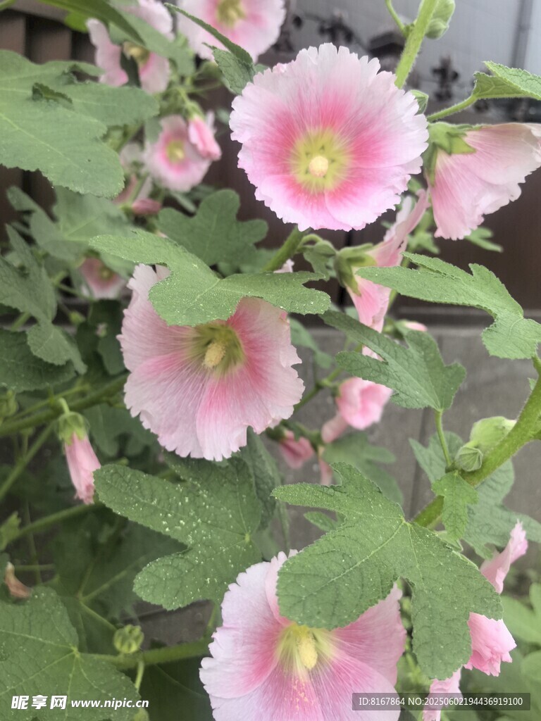 粉色木槿花绽放