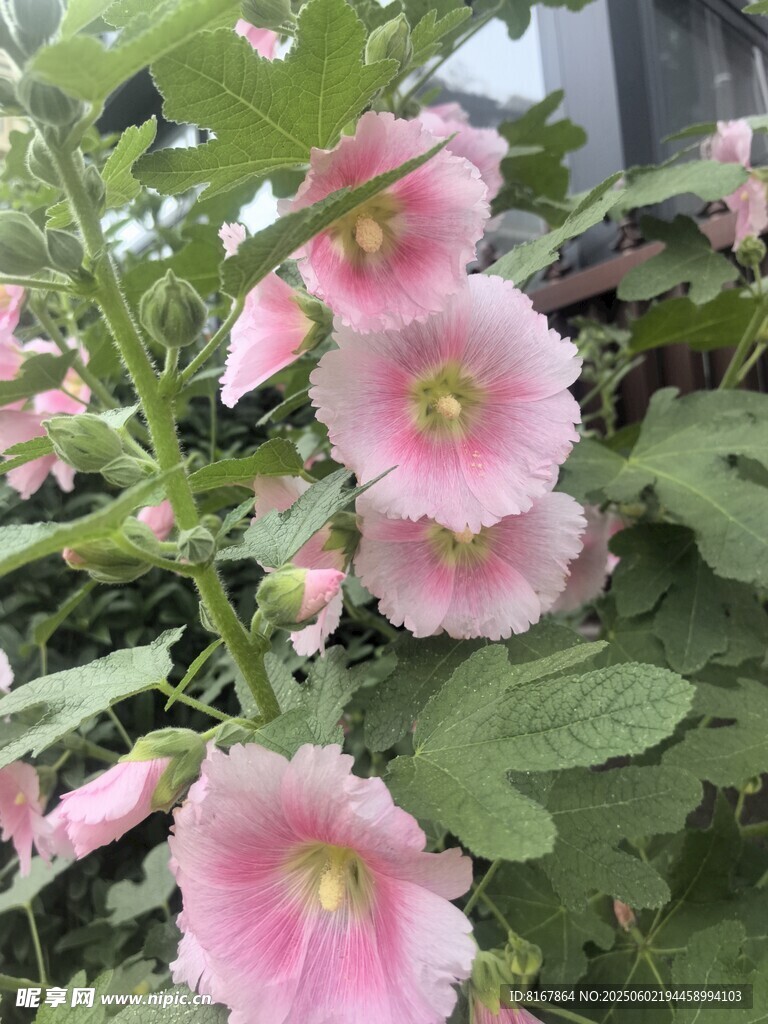 娇艳粉色蜀葵花绽放