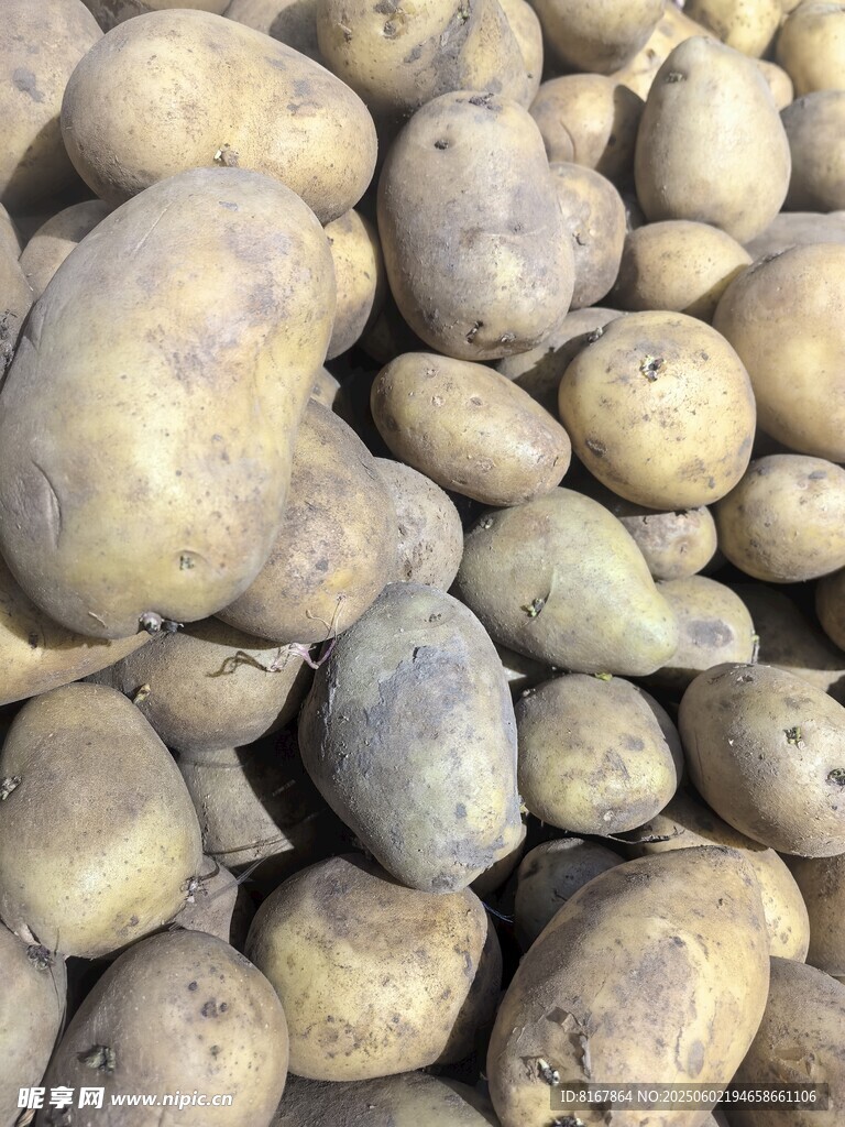 一堆新鲜土豆