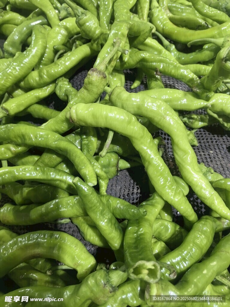 新鲜青辣椒特写