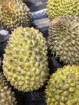 新鲜饱满的榴莲果实