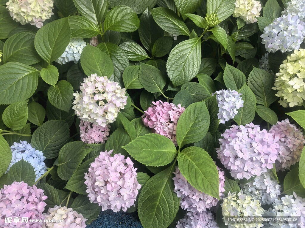 多彩绣球花绽放美景