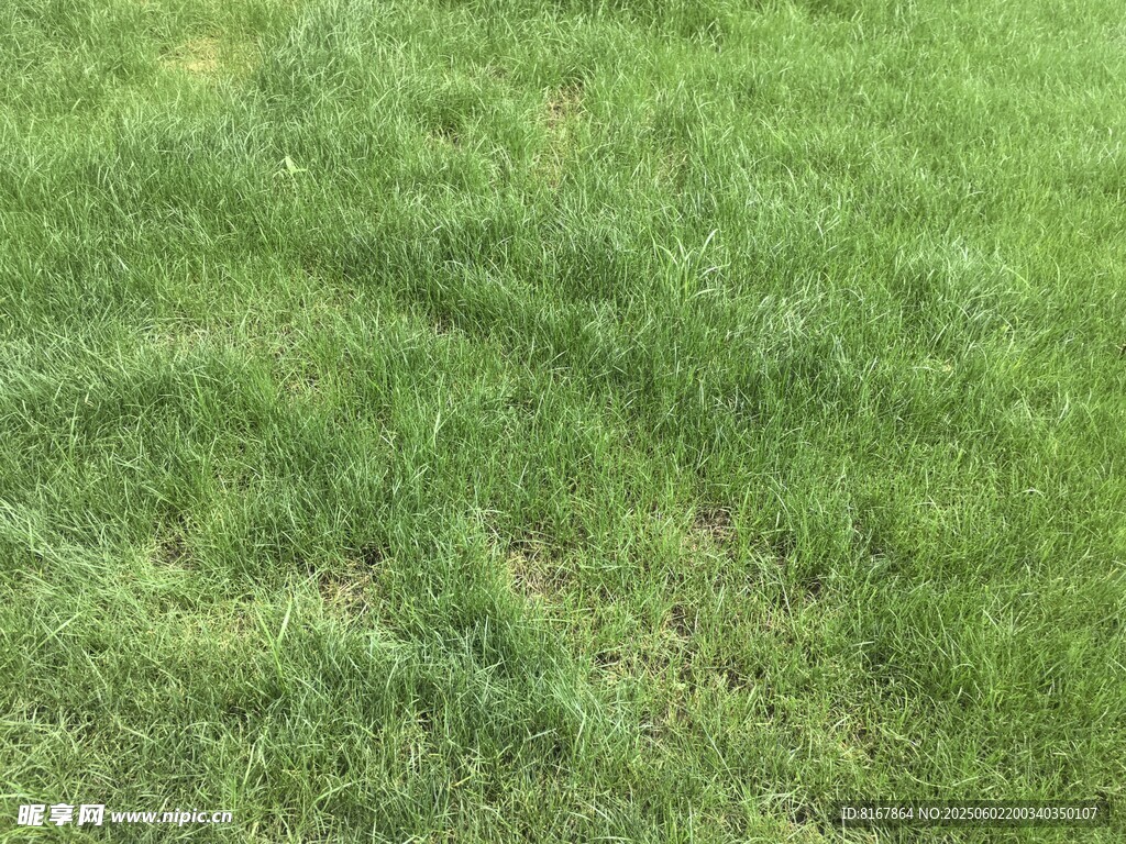 翠绿草地特写