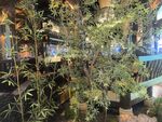 室内绿植景观布置