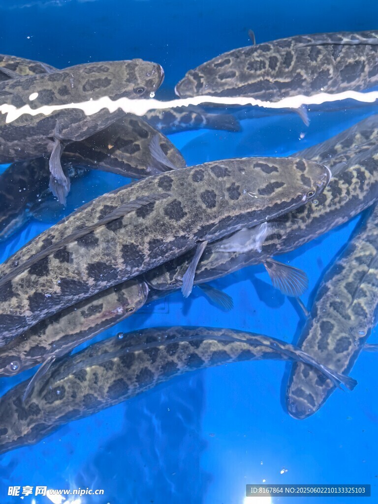一群娃娃鱼在蓝色水池中