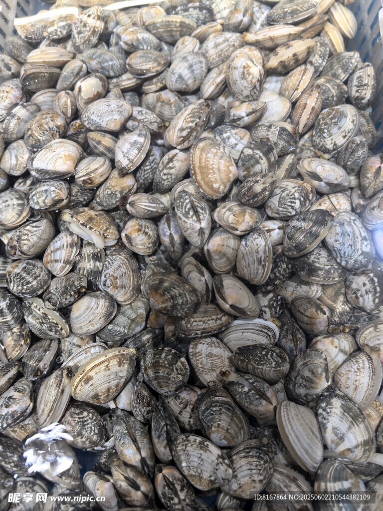 一堆牡蛎壳特写