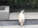 户外行走的白色可爱小狗