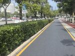 城市林荫下的整洁道路