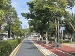 城市林荫下的整洁道路