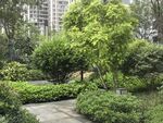 城市中的静谧绿植景观