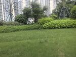 城市中的绿意草坪景观