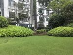 城市中的绿意盎然草坪景观