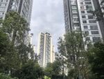 城市中的高楼与绿树景观