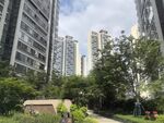 城市中的绿植与高楼景观