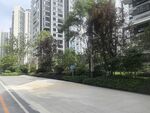 城市道路旁的绿植与高楼