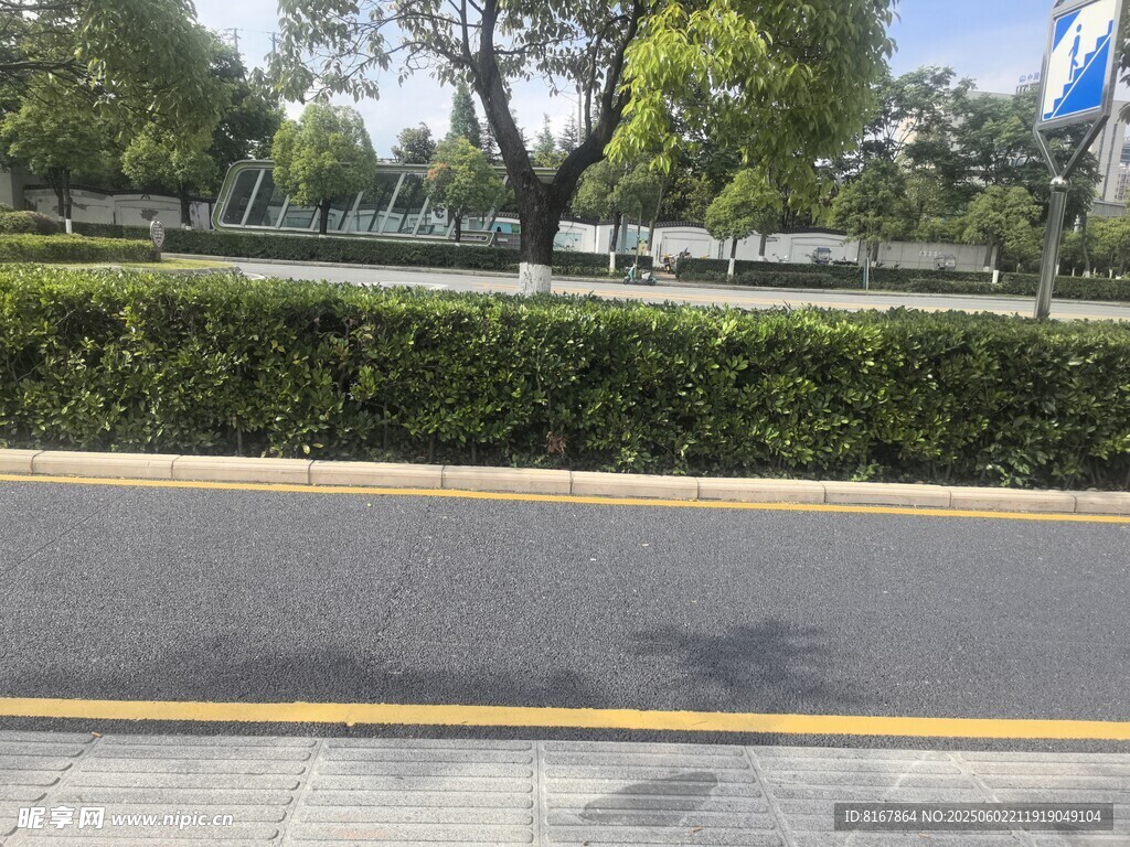 道路旁的绿植与树木景观