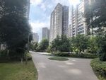 城市中的静谧林荫步道
